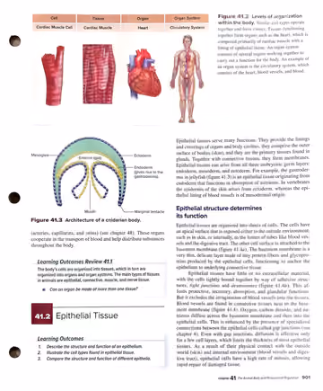 Textbook p. 901: 41.1 (end) / 41.2 Epithelial Tissue