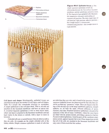 Textbook p. 902: 41.2 Epithelial Tissue (cell layers and shapes)