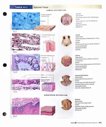 Textbook p. 903: 41.2 Table 41.1 Epithelial Tissue