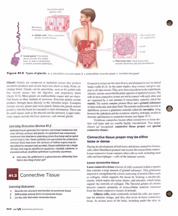 Textbook p. 904: 41.2 Glands / 41.3 Connective Tissue