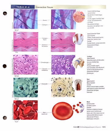 Textbook p. 905: 41.3 Table 41.2 Connective Tissue