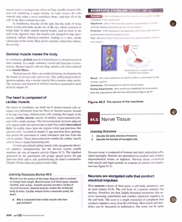 Textbook p. 908: 41.4 Muscle Tissue (cont.) / 41.5 Nerve Tissue