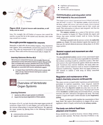 Textbook p. 909: 41.5 Nerve Tissue (cont.) / 41.6 Overview of Vertebrate Organ Systems