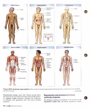 Textbook p. 910: 41.6 Overview of Vertebrate Organ Systems (Fig 41.9)