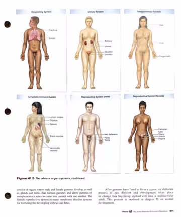 Textbook p. 911: 41.6 (Fig 41.9 continued) — remaining organ systems