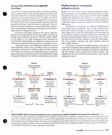 Textbook p. 913: 41.7 Antagonistic effectors and positive feedback