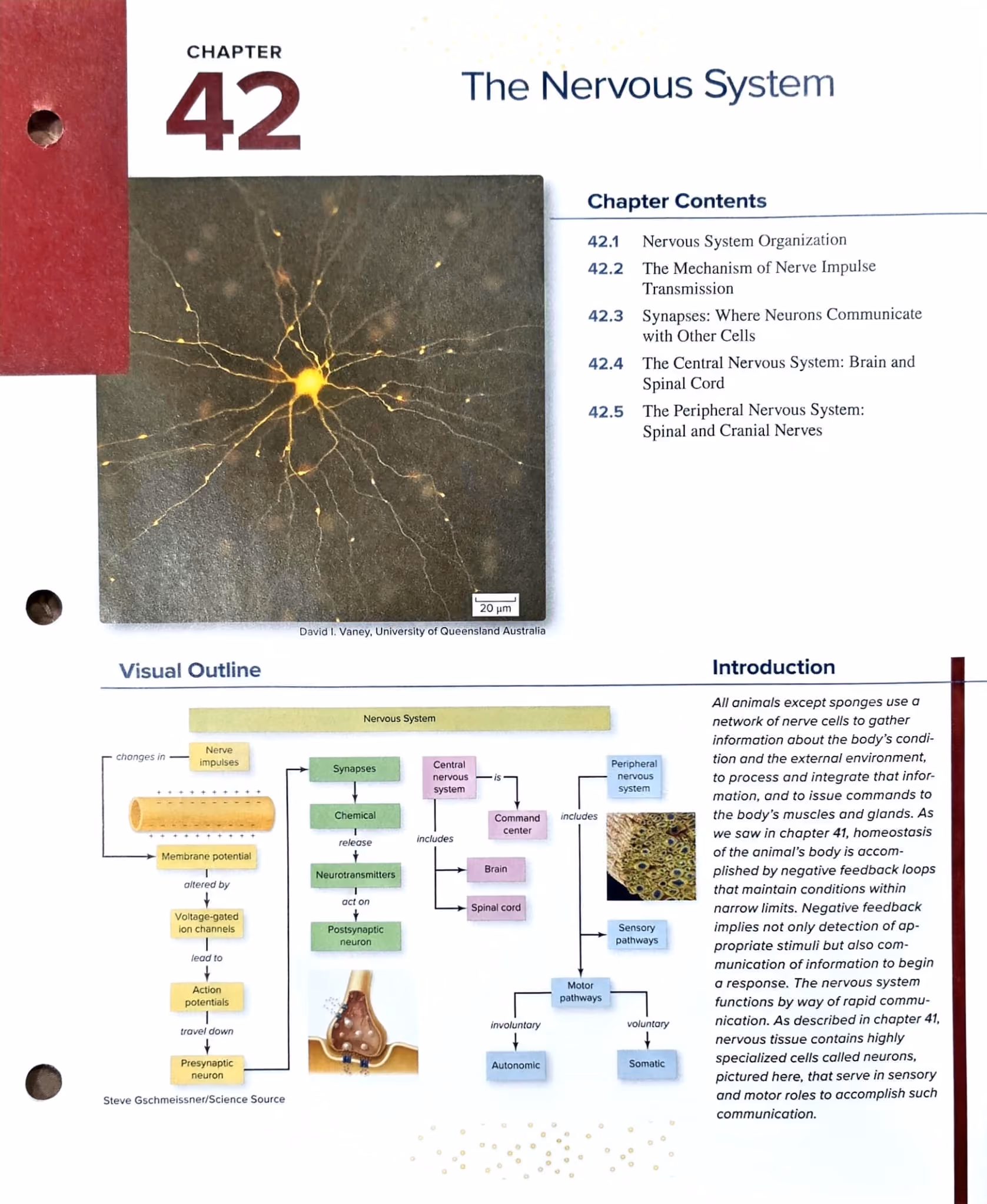 Textbook p. 923 — Chapter Opener — The Nervous System