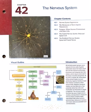 Textbook p. 923: Chapter Opener — The Nervous System