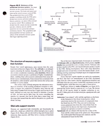 Textbook p. 925: 42.1 Nervous System Organization