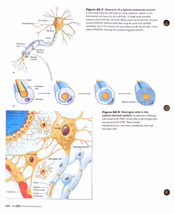 Textbook p. 926: 42.1 Nervous System Organization