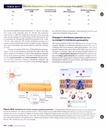 Textbook p. 928: 42.2 The Mechanism of Nerve Impulse Transmission