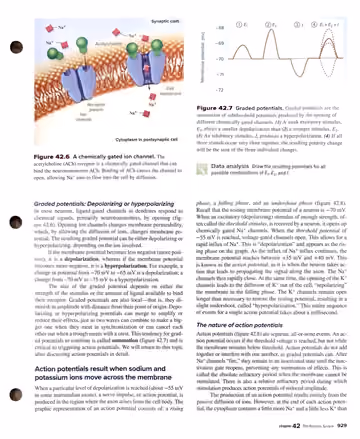 Textbook p. 929: 42.2 The Mechanism of Nerve Impulse Transmission