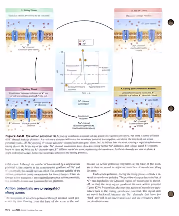 Textbook p. 930: 42.2 The Mechanism of Nerve Impulse Transmission