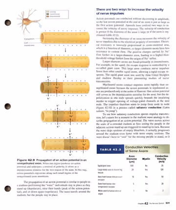 Textbook p. 931: 42.2 The Mechanism of Nerve Impulse Transmission