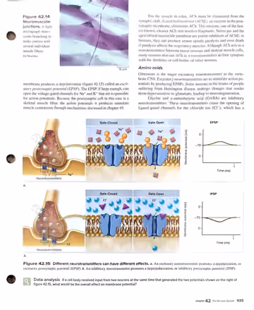 Textbook p. 935: 42.3 Synapses: Where Neurons Communicate with Other Cells