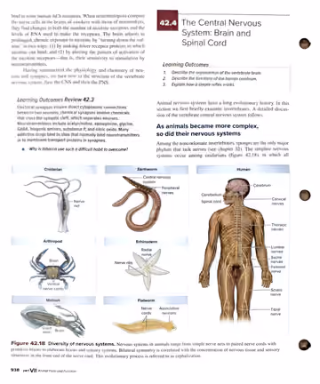 Textbook p. 938: 42.3 Review / 42.4 The Central Nervous System: Brain and Spinal Cord