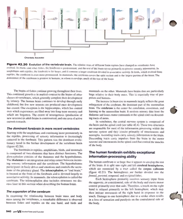 Textbook p. 940: 42.4 The Central Nervous System: Brain and Spinal Cord