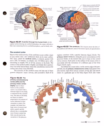 Textbook p. 941: 42.4 The Central Nervous System: Brain and Spinal Cord