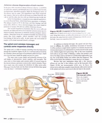 Textbook p. 944: 42.4 The Central Nervous System: Brain and Spinal Cord