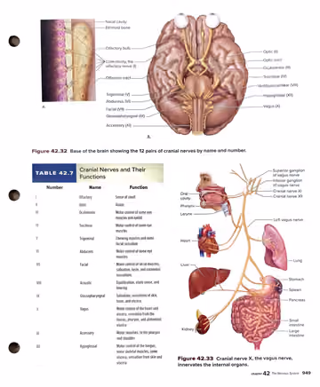Textbook p. 949: 42.5 The Peripheral Nervous System: Spinal and Cranial Nerves
