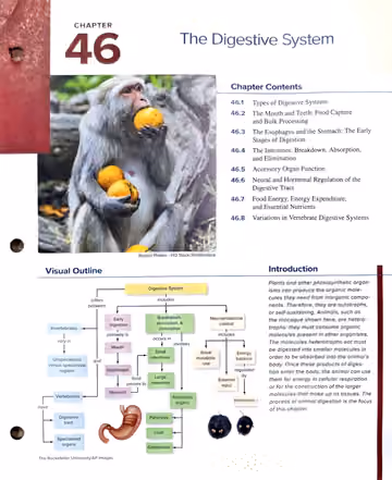 Textbook p. 1023 (opener): Chapter Opener: The Digestive System