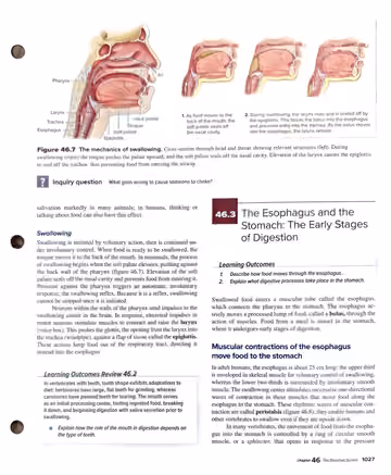 Textbook p. 1027: 46.2 (end) and 46.3 The Esophagus and the Stomach: The Early Stages of Digestion