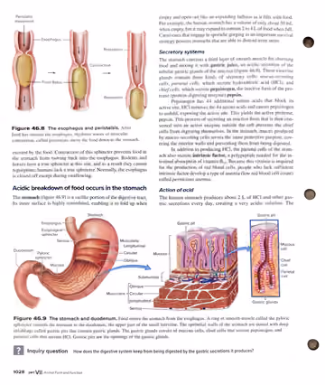 Textbook p. 1028: 46.3 The Esophagus and the Stomach (peristalsis, stomach secretion)