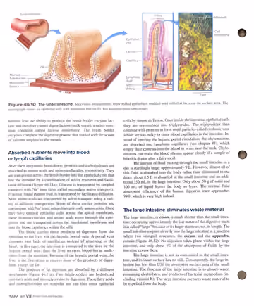 Textbook p. 1030: 46.4 The Intestines: Breakdown, Absorption, and Elimination