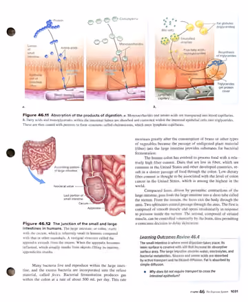 Textbook p. 1031: 46.4 The Intestines: Breakdown, Absorption, and Elimination