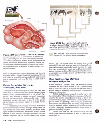 Textbook p. 1040: 46.8 Variations in Vertebrate Digestive Systems
