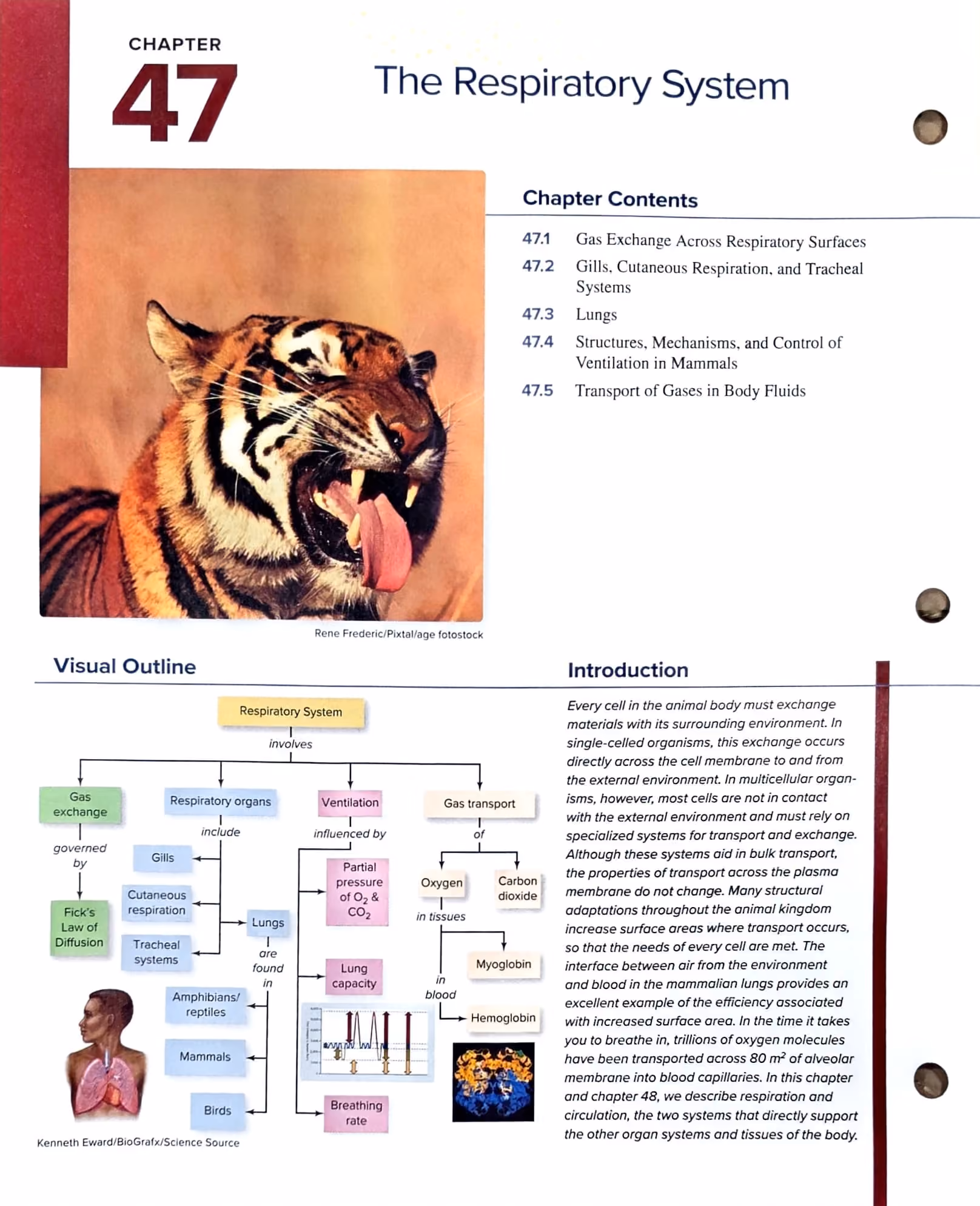 Textbook p. 1043 (opener) — Chapter 47 opener: The Respiratory System