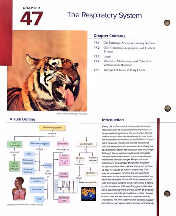 Textbook p. 1044 (opener): Chapter Opener: The Respiratory System