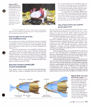 Textbook p. 1047: 47.2 Gills, Cutaneous Respiration, and Tracheal Systems