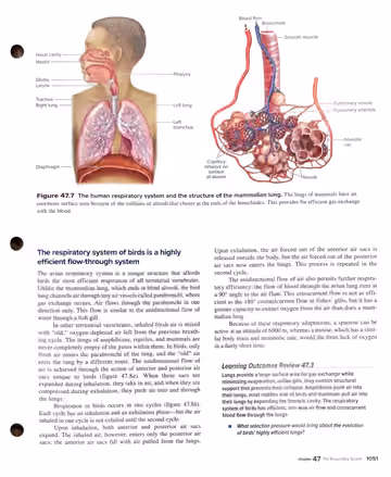Textbook p. 1051: 47.3 Lungs (mammalian lung structure; avian respiratory system)