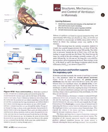 Textbook p. 1052: 47.3 (end, bird breathing) and 47.4 Structures, Mechanisms, and Control of Ventilation in Mammals
