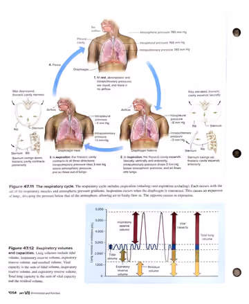 Textbook p. 1054: 47.4 (figures: respiratory cycle and lung volumes)