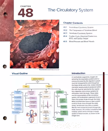 Textbook opener: Chapter Opener — The Circulatory System