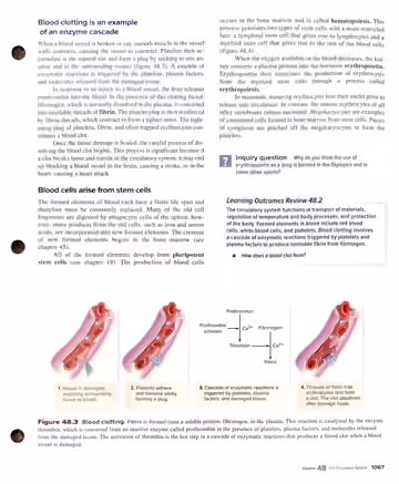 Textbook p. 1067: 48.2 Blood clotting; blood cells arise from stem cells