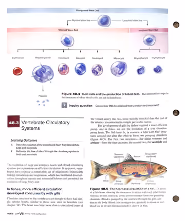 Textbook p. 1068: end of 48.2 (Figure 48.4 stem cells); start of 48.3 Vertebrate Circulatory Systems