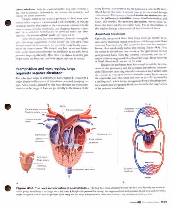 Textbook p. 1069: 48.3 Fish heart wrap-up; double circulation intro; amphibian circulation; Figure 48.6