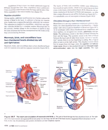 Textbook p. 1070: 48.3 Reptilian circulation; four-chambered hearts; circulation through a four-chambered heart