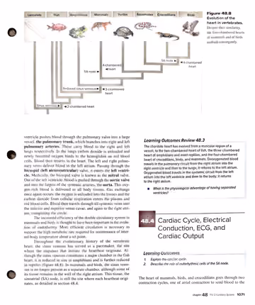 Textbook p. 1071: end of 48.3 (four-chambered circulation, SA node); start of 48.4 Cardiac Cycle, Electrical Conduction, ECG, and Cardiac Output