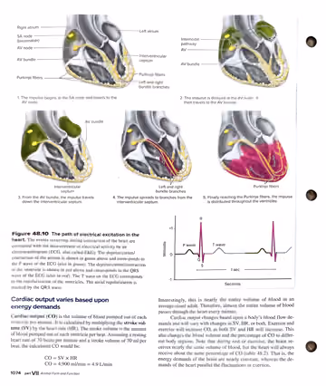 Textbook p. 1074: 48.4 Figure 48.10 electrical conduction path + ECG trace; Cardiac output
