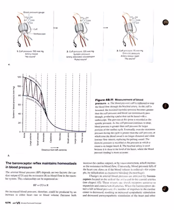 Textbook p. 1076: 48.5 Figure 48.11 blood pressure measurement; baroreceptor reflex intro