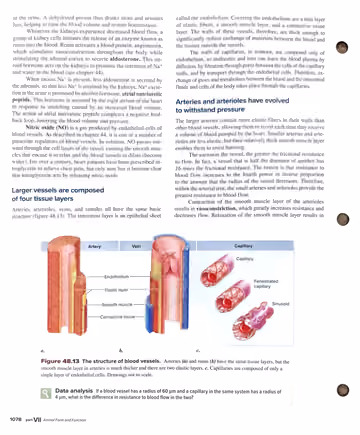 Textbook p. 1078: 48.5 Renin-angiotensin-aldosterone, ANP, nitric oxide; vessel wall layers; Figure 48.13