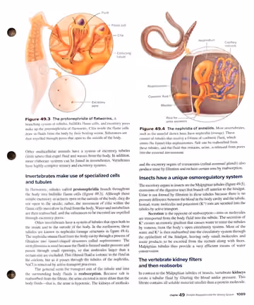 Textbook p. 1089: 49.3 Osmoregulatory Organs