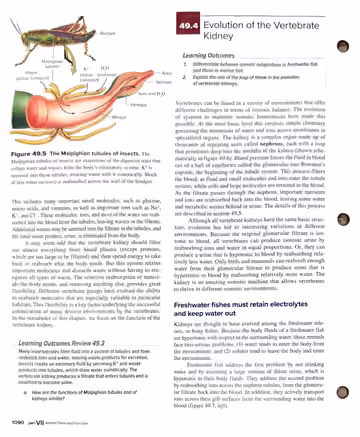 Textbook p. 1090: 49.3 (end) → 49.4 Evolution of the Vertebrate Kidney