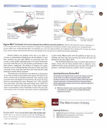 Textbook p. 1092: 49.4 (end) → 49.5 The Mammalian Kidney