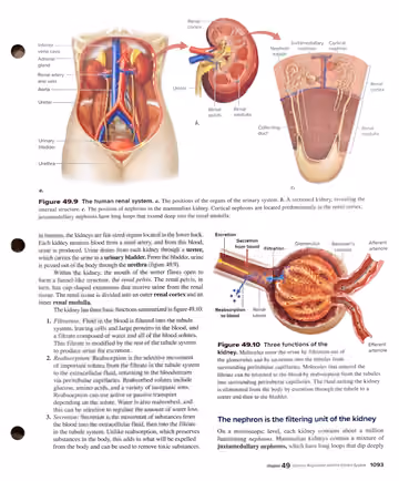 Textbook p. 1093: 49.5 The Mammalian Kidney