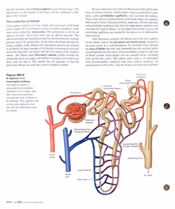 Textbook p. 1094: 49.5 The Mammalian Kidney (The production of filtrate)